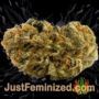 Gorila by Pyramid Seeds Buds Weed Ganja Skunk Pot Reefer Dope Herb Pics Images