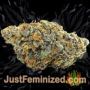 Gorila by Pyramid Seeds Buds Weed Ganja Skunk Pot Reefer Dope Herb Pics Images
