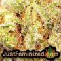 Gorila by Pyramid Seeds THC CBD Close Up Trichomes Potency Yield Indica Sativa Strain Pic Images