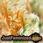 Gorila by Pyramid Seeds THC CBD Close Up Trichomes Potency Yield Indica Sativa Strain Pic Images