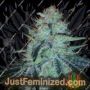 Chronic Thunder by Barneys Farm Cannabis Seeds For Sale at Just Feminized