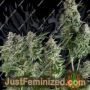 Northern Lights Auto by Pyramid Seeds Cannabis Seeds For Sale at Just Feminized