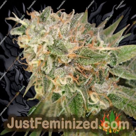 Cookies Kush by Barneys Farm Cannabis Seeds For Sale at Just Feminized