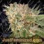 Cookies Kush by Barneys Farm Cannabis Seeds For Sale at Just Feminized