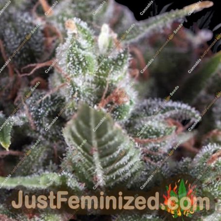 Ramses by Pyramid Seeds Cannabis Seeds For Sale at Just Feminized