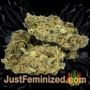 Cookies Kush by Barneys Farm Buds Weed Ganja Skunk Pot Reefer Dope Herb Pics Images