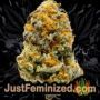 Shark by Pyramid Seeds Buds Weed Ganja Skunk Pot Reefer Dope Herb Pics Images