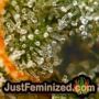 Cookies Kush by Barneys Farm THC CBD Close Up Trichomes Potency Yield Indica Sativa Strain Pic Images