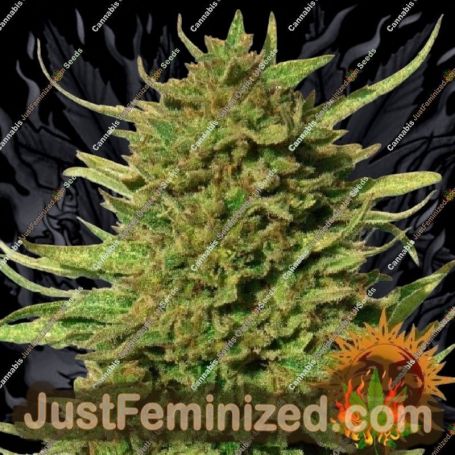 Critical Kush by Barneys Farm Cannabis Seeds For Sale at Just Feminized