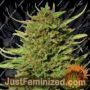 Critical Kush by Barneys Farm Cannabis Seeds For Sale at Just Feminized