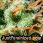 Wembley by Pyramid Seeds THC CBD Close Up Trichomes Potency Yield Indica Sativa Strain Pic Images