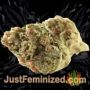 White Widow by Pyramid Seeds Buds Weed Ganja Skunk Pot Reefer Dope Herb Pics Images