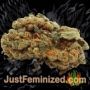 Cannatonic by Resin Seeds Buds Weed Ganja Skunk Pot Reefer Dope Herb Pics Images