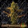 Hammer Shark by Resin Seeds Cannabis Seeds For Sale at Just Feminized