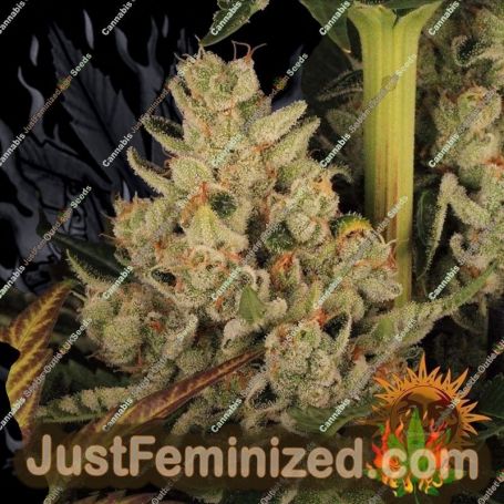 Do Si Dos No.33 by Barneys Farm Cannabis Seeds For Sale at Just Feminized