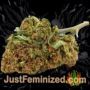 Do Si Dos No.33 by Barneys Farm Buds Weed Ganja Skunk Pot Reefer Dope Herb Pics Images