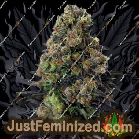 Acid Dough by Ripper Seeds Cannabis Seeds For Sale at Just Feminized