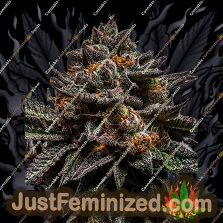 Brain Cake by Ripper Seeds Cannabis Seeds For Sale at Just Feminized