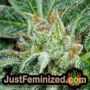 Do Si Dos No.33 by Barneys Farm THC CBD Close Up Trichomes Potency Yield Indica Sativa Strain Pic Images