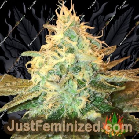 Criminal + by Ripper Seeds Cannabis Seeds For Sale at Just Feminized