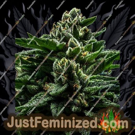 DO-G by Ripper Seeds Cannabis Seeds For Sale at Just Feminized