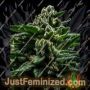 DO-G by Ripper Seeds Cannabis Seeds For Sale at Just Feminized