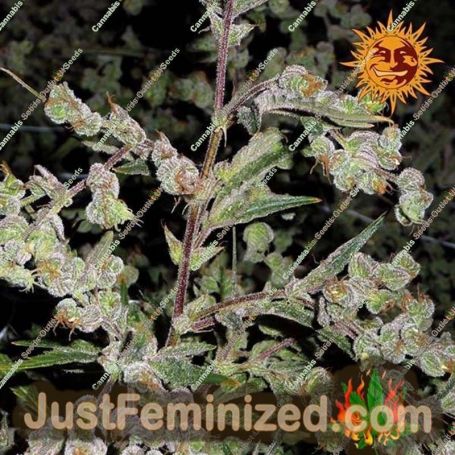 Dr. Grinspoon by Barneys Farm Cannabis Seeds For Sale at Just Feminized