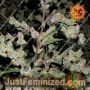 Dr. Grinspoon by Barneys Farm Cannabis Seeds For Sale at Just Feminized