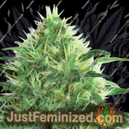 Sideral by Ripper Seeds Cannabis Seeds For Sale at Just Feminized