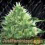 Sideral by Ripper Seeds Cannabis Seeds For Sale at Just Feminized