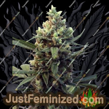 Toxic by Ripper Seeds Cannabis Seeds For Sale at Just Feminized