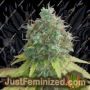 G13 Haze by Barneys Farm Cannabis Seeds For Sale at Just Feminized