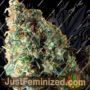 Black Hawk Auto by Rockwell Seeds Cannabis Seeds For Sale at Just Feminized