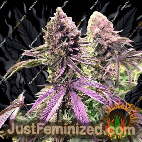 Glookies by Barneys Farm Cannabis Seeds For Sale at Just Feminized