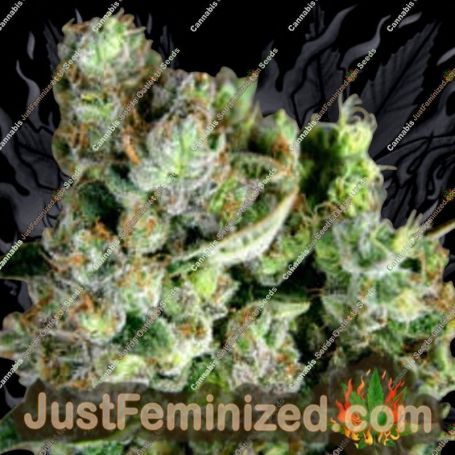 Cannape Auto by Rockwell Seeds Cannabis Seeds For Sale at Just Feminized
