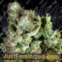 Cannape Auto by Rockwell Seeds Cannabis Seeds For Sale at Just Feminized