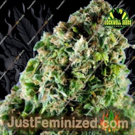 Gimli Auto by Rockwell Seeds Cannabis Seeds For Sale at Just Feminized