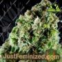 Gimli Auto by Rockwell Seeds Cannabis Seeds For Sale at Just Feminized