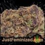 Glookies by Barneys Farm Buds Weed Ganja Skunk Pot Reefer Dope Herb Pics Images
