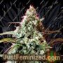 Red Star by Rockwell Seeds Cannabis Seeds For Sale at Just Feminized