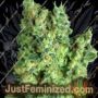 Warhammer by Rockwell Seeds Cannabis Seeds For Sale at Just Feminized