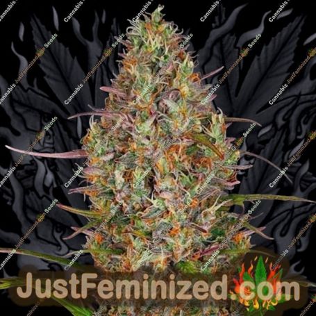 Glue Gelato Auto by Barneys Farm Cannabis Seeds For Sale at Just Feminized