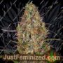 Glue Gelato Auto by Barneys Farm Cannabis Seeds For Sale at Just Feminized