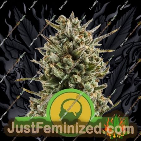Amnesia Haze Auto by Royal Queen Cannabis Seeds For Sale at Just Feminized