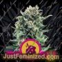 Blue Cheese by Royal Queen Cannabis Seeds For Sale at Just Feminized