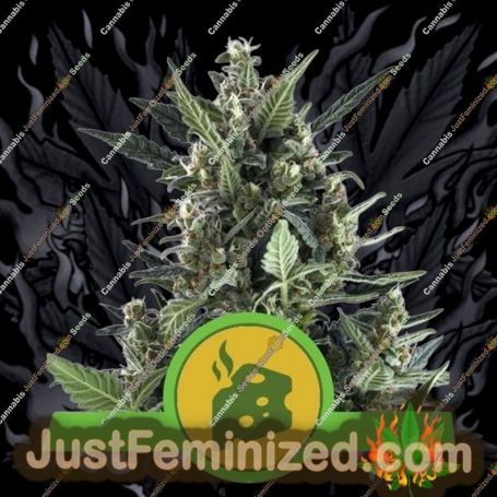 Blue Cheese Auto by Royal Queen Cannabis Seeds For Sale at Just Feminized
