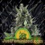 Blue Cheese Auto by Royal Queen Cannabis Seeds For Sale at Just Feminized