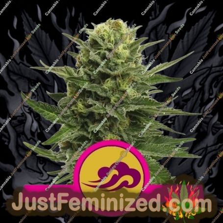 Blue Mystic by Royal Queen Cannabis Seeds For Sale at Just Feminized