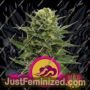 Blue Mystic by Royal Queen Cannabis Seeds For Sale at Just Feminized