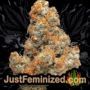 Glue Gelato Auto by Barneys Farm Buds Weed Ganja Skunk Pot Reefer Dope Herb Pics Images
